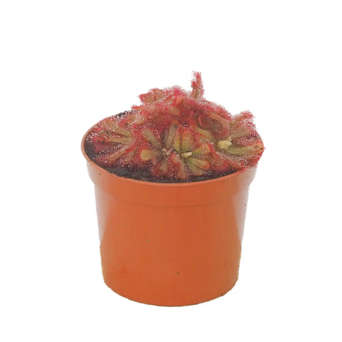 Drosera aliciae | Carnivourous Plant Leaf Culture