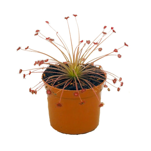 Drosera paradoxa | Paradox Sundew Carnivorous Plant Leaf Culture