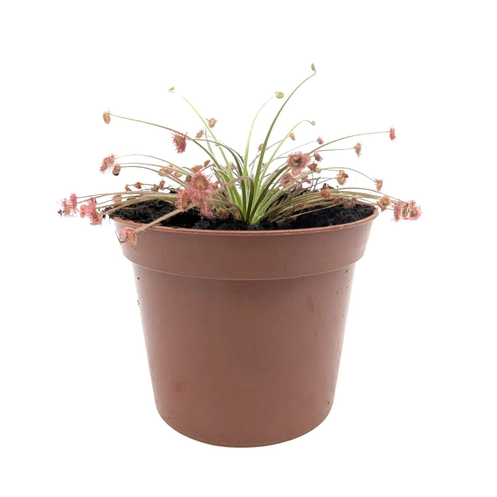 Drosera paradoxa | Paradox Sundew Carnivorous Plant_1_main