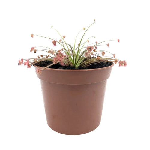 Drosera paradoxa | Paradox Sundew Carnivorous Plant Leaf Culture