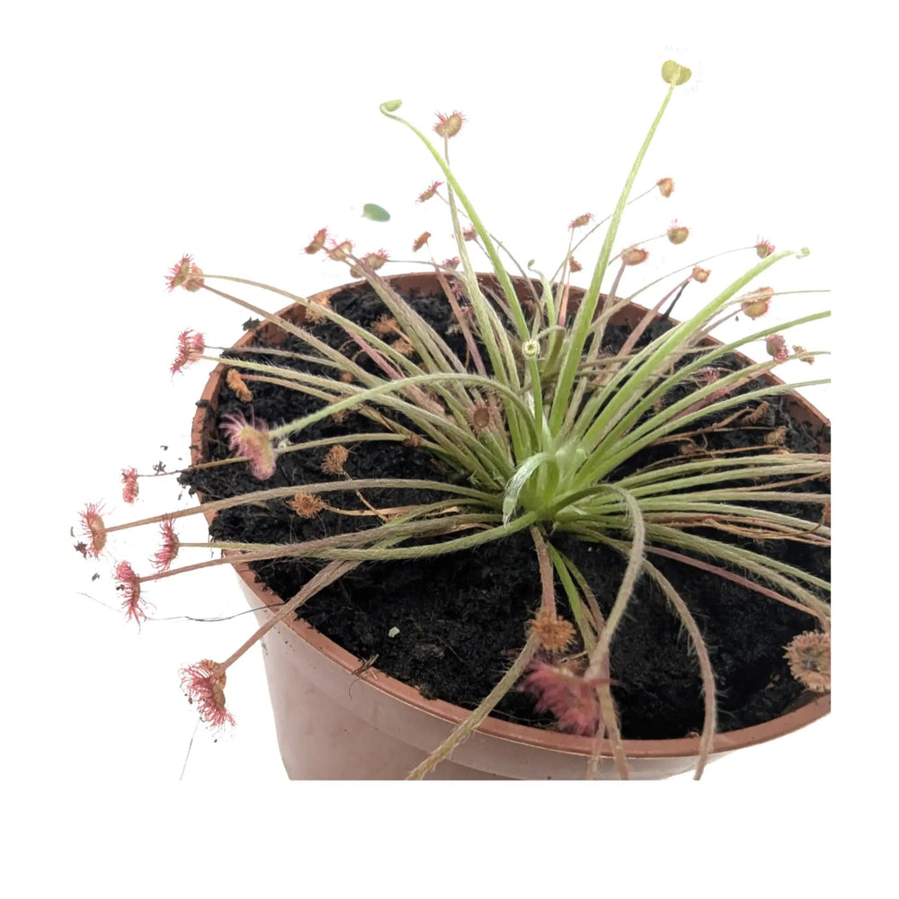 Drosera paradoxa | Paradox Sundew Carnivorous Plant_2_main
