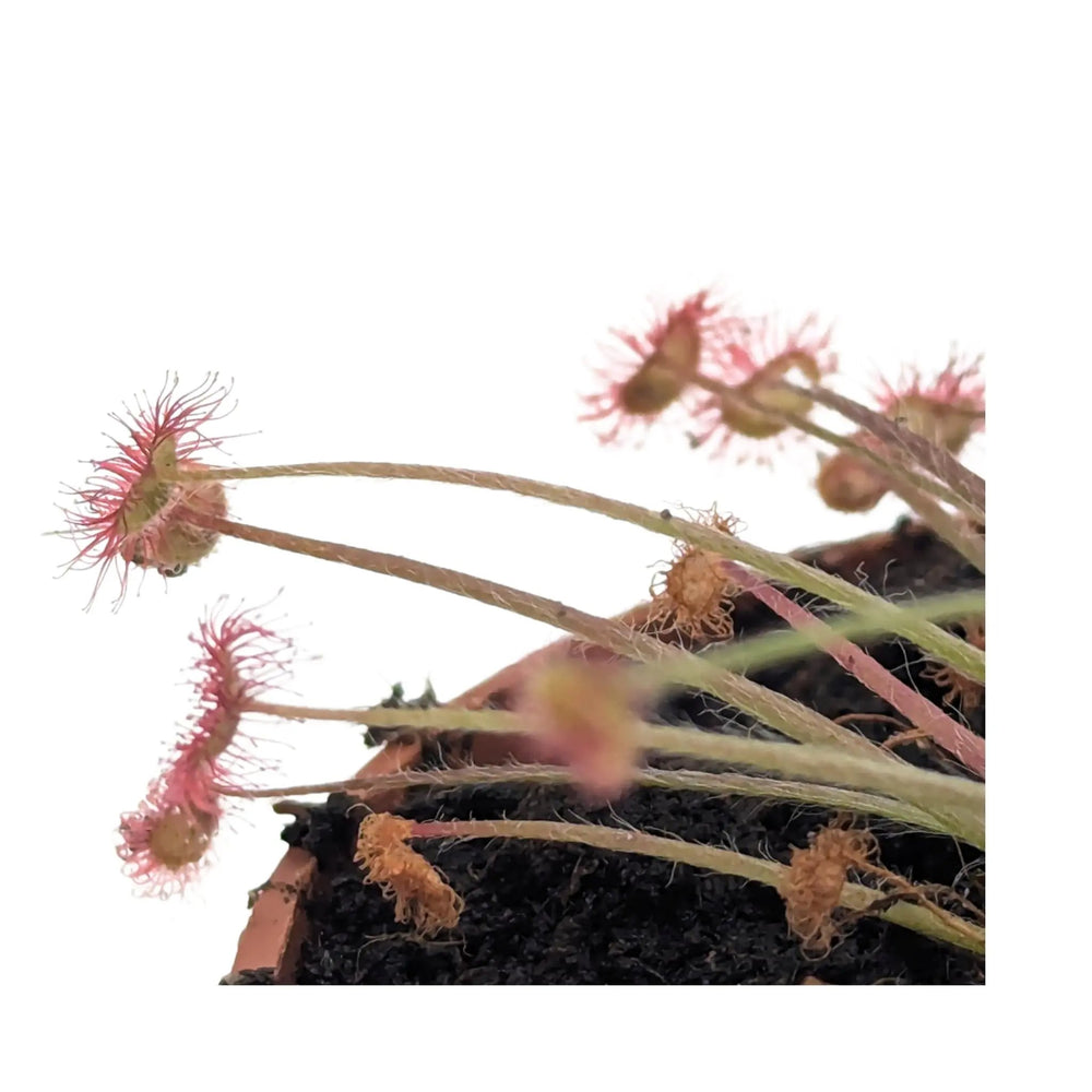 Drosera paradoxa | Paradox Sundew Carnivorous Plant_3_main
