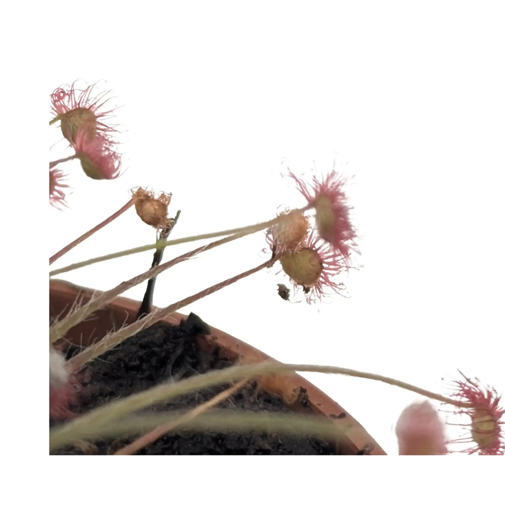 Drosera paradoxa | Paradox Sundew Carnivorous Plant_4_main