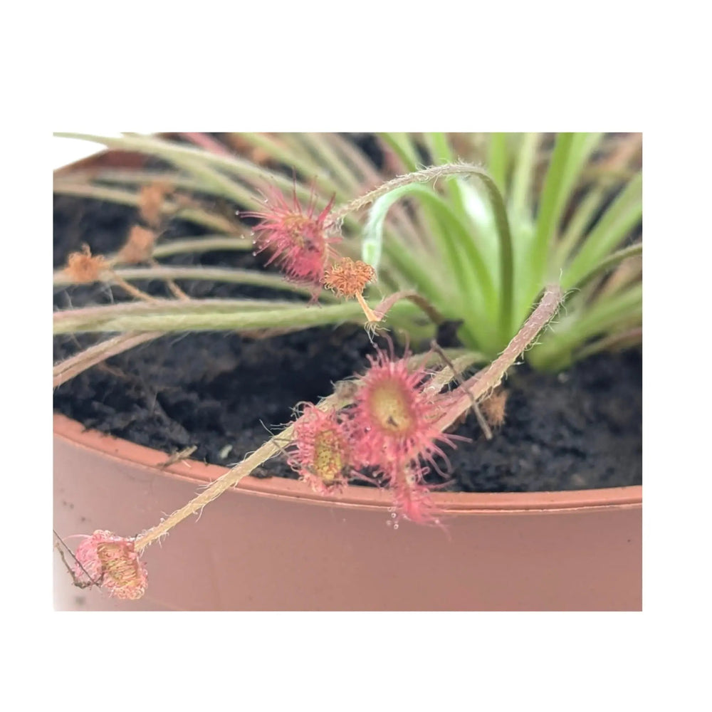 Drosera paradoxa | Paradox Sundew Carnivorous Plant_5_main