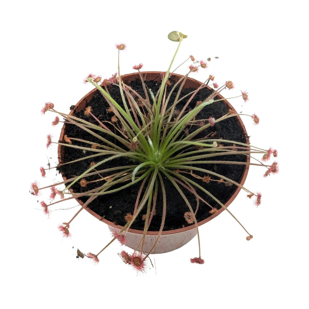 Drosera paradoxa | Paradox Sundew Carnivorous Plant_6_main