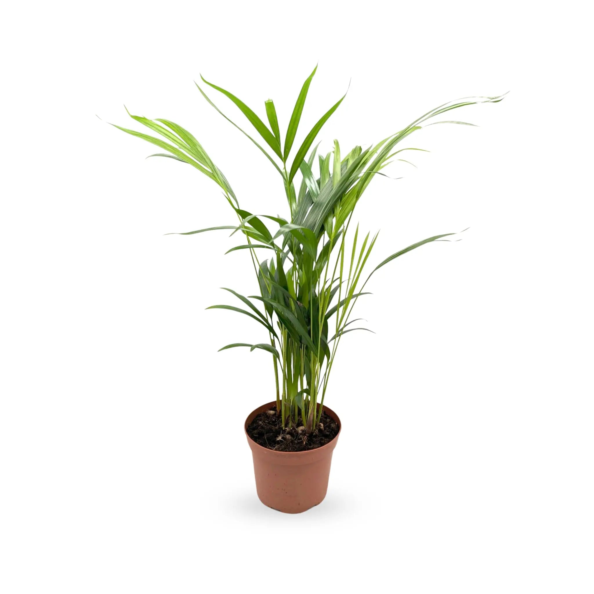 Areca lutescens deals