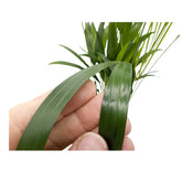 Dypsis lutescens - Areca Palmi Leaf Culture