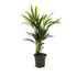 Dypsis lutescens - Areca Palmi Leaf Culture