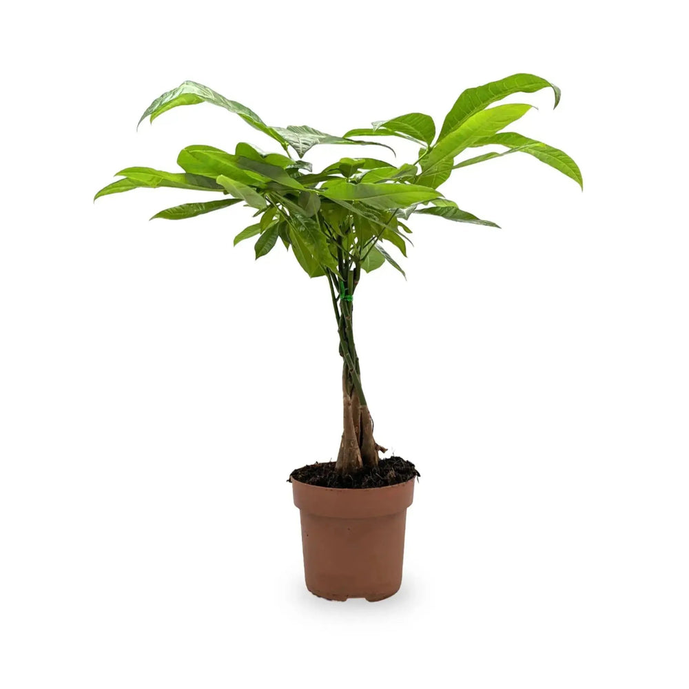 Pet Friendly Houseplant Bundle_5_main