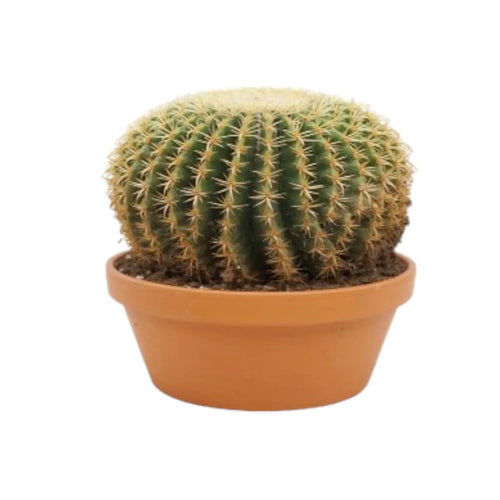 Echinocactus Brevispina Leaf Culture