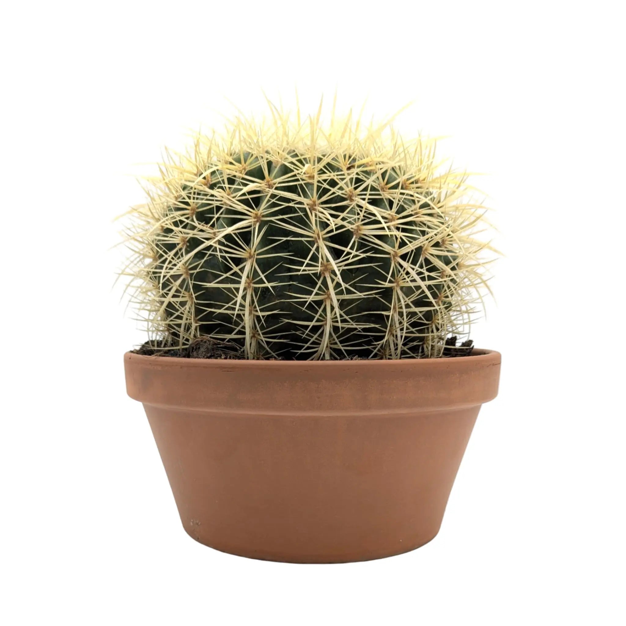 Echinocactus Brevispina Leaf Culture