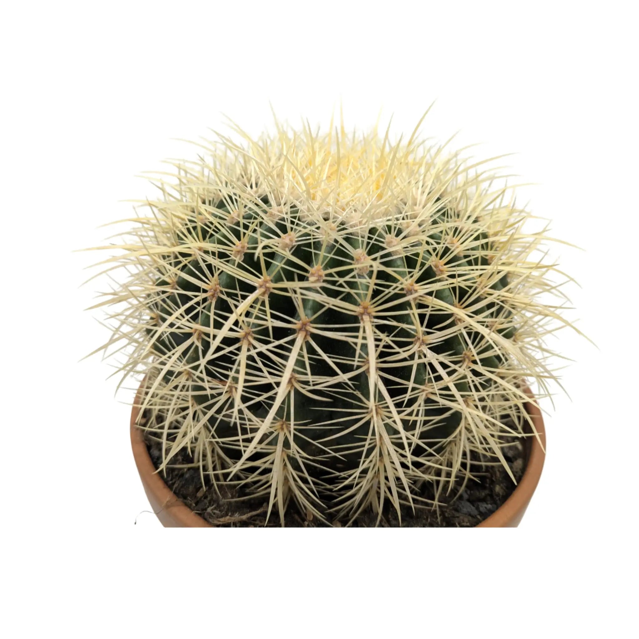Echinocactus Brevispina Leaf Culture