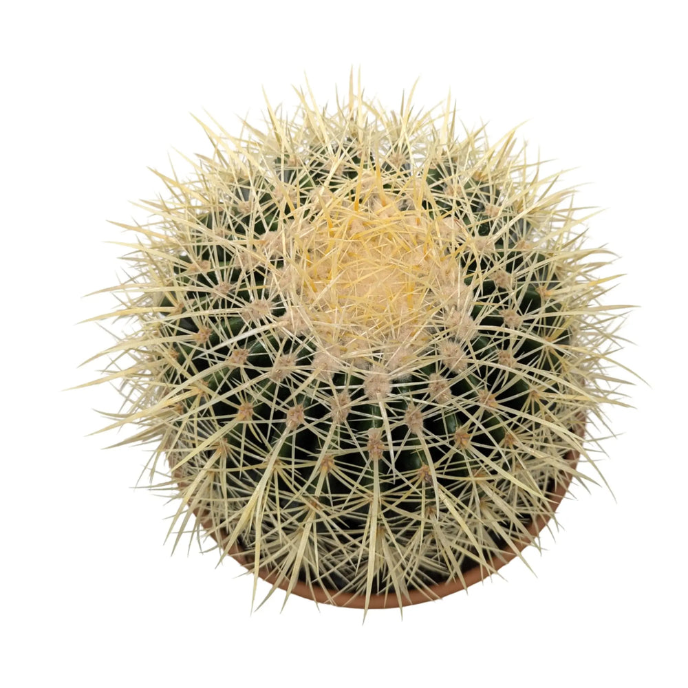 Echinocactus Brevispina_3_main