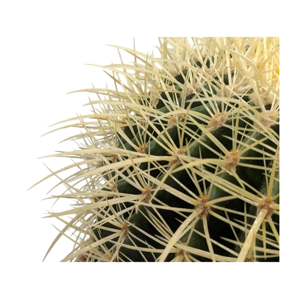 Echinocactus Brevispina_4_main