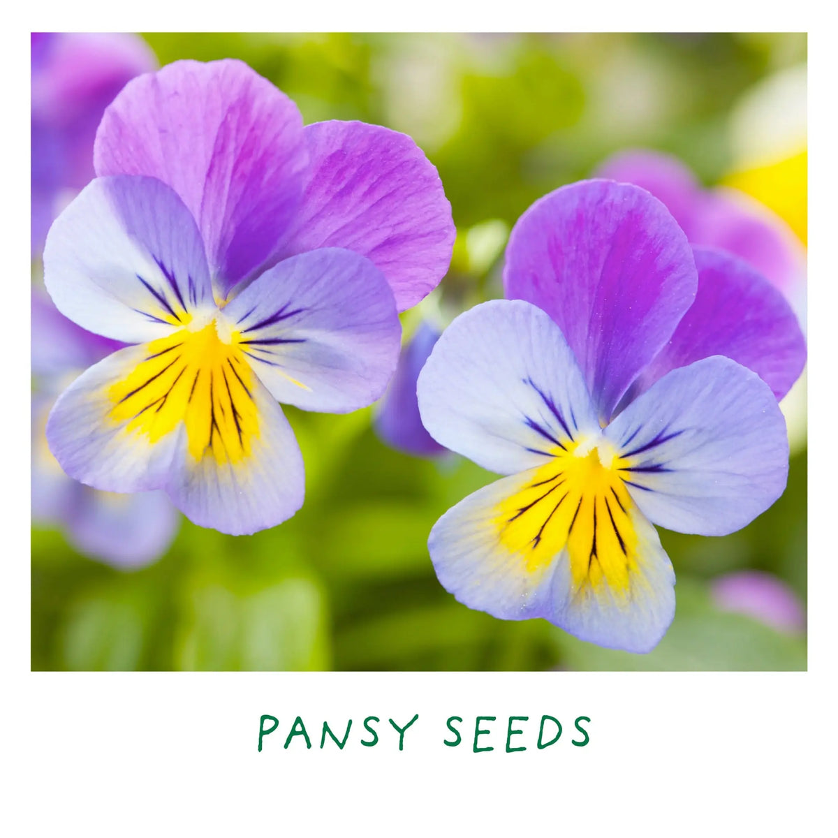 Eco Grow Your Own Flowers Gardening Kit Plant Gift Co