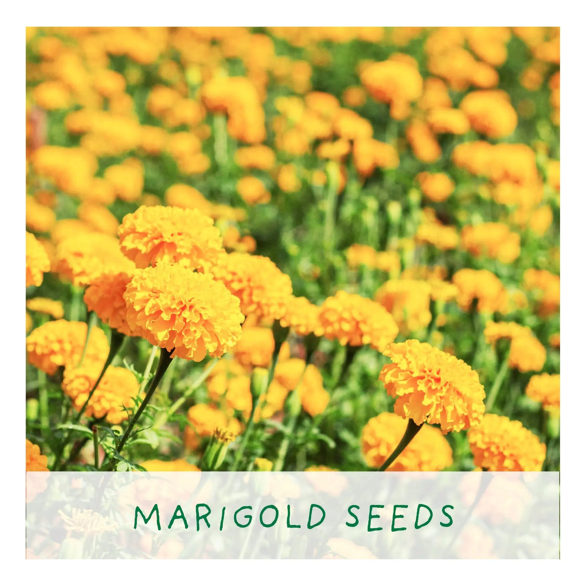 Eco Grow Your Own Flowers Gardening Kit Plant Gift Co