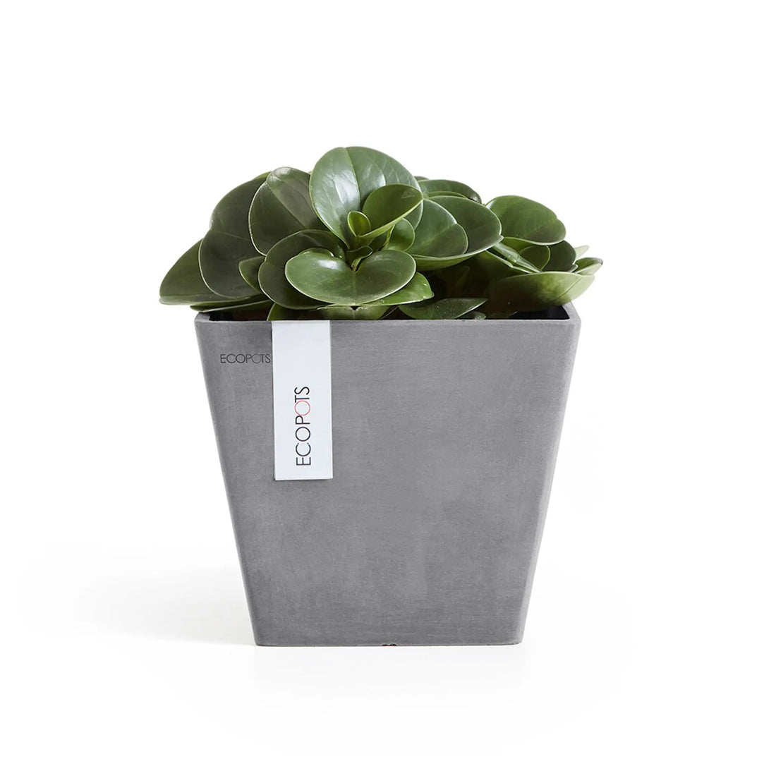 Shop Reliable Culture Recycled Leaf – & Pots Eco-Friendly Now |