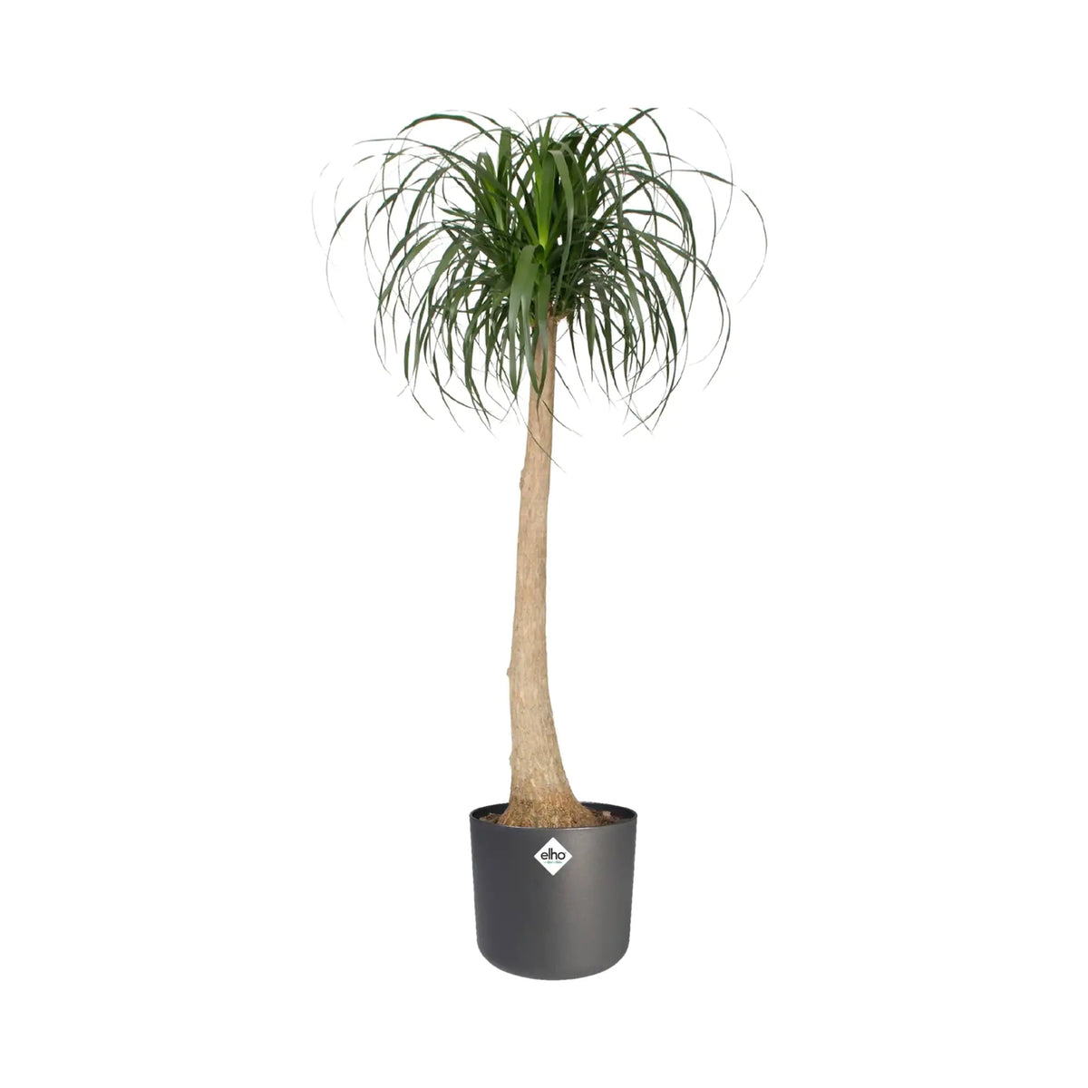 Elho B.for Soft Round Elho