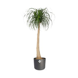 Elho B.for Soft Round Elho