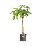 Elho B.for Soft Round Elho