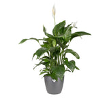 Elho Brussels Round Plant Pot Elho