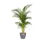 Elho Brussels Round Plant Pot Elho