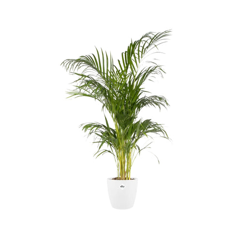 Elho Brussels Round Plant Pot Elho