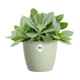 Elho Brussels Round Plant Pot Elho