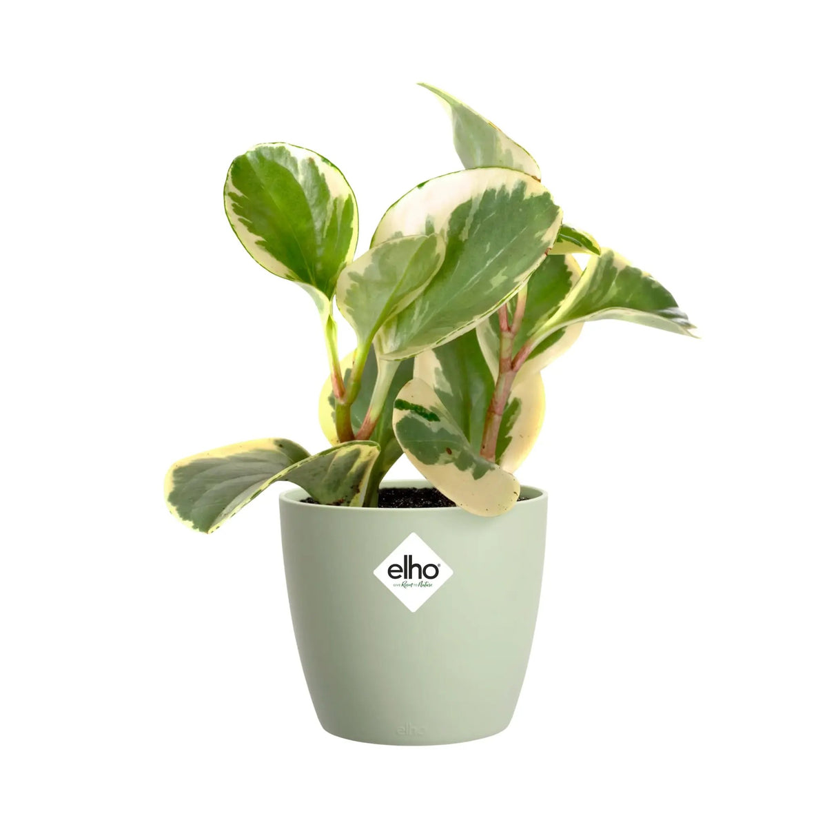 Elho Brussels Round Plant Pot Elho