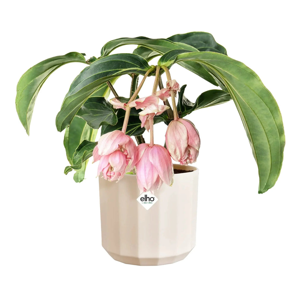 Elho Facet Round Pot_4_main