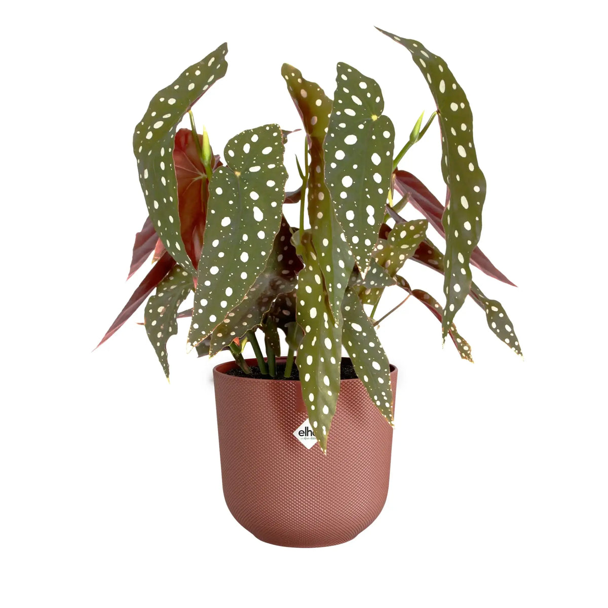 Elho Jazz Round Plant Pot Elho