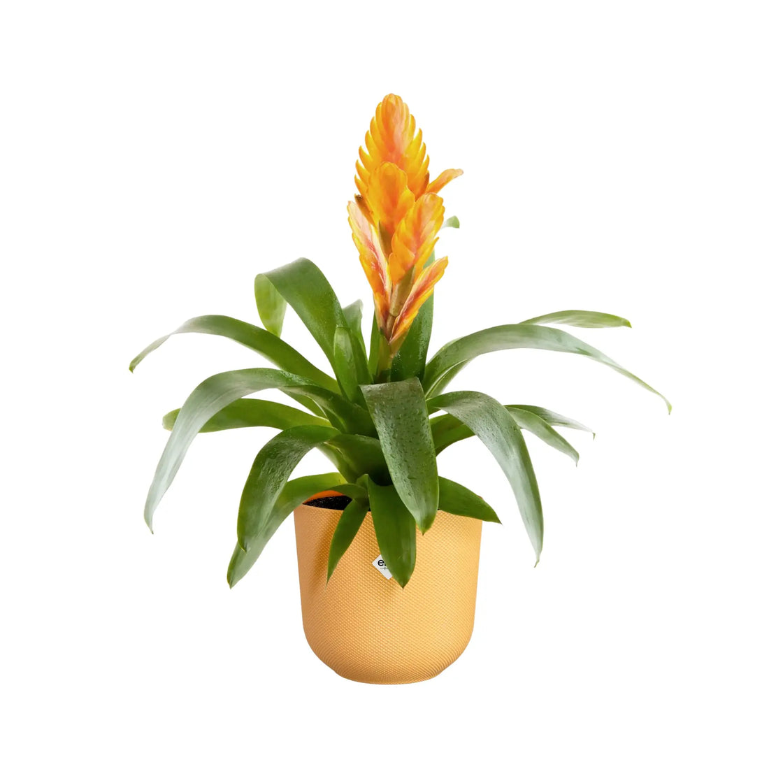 Elho Jazz Round Plant Pot Leaf Culture