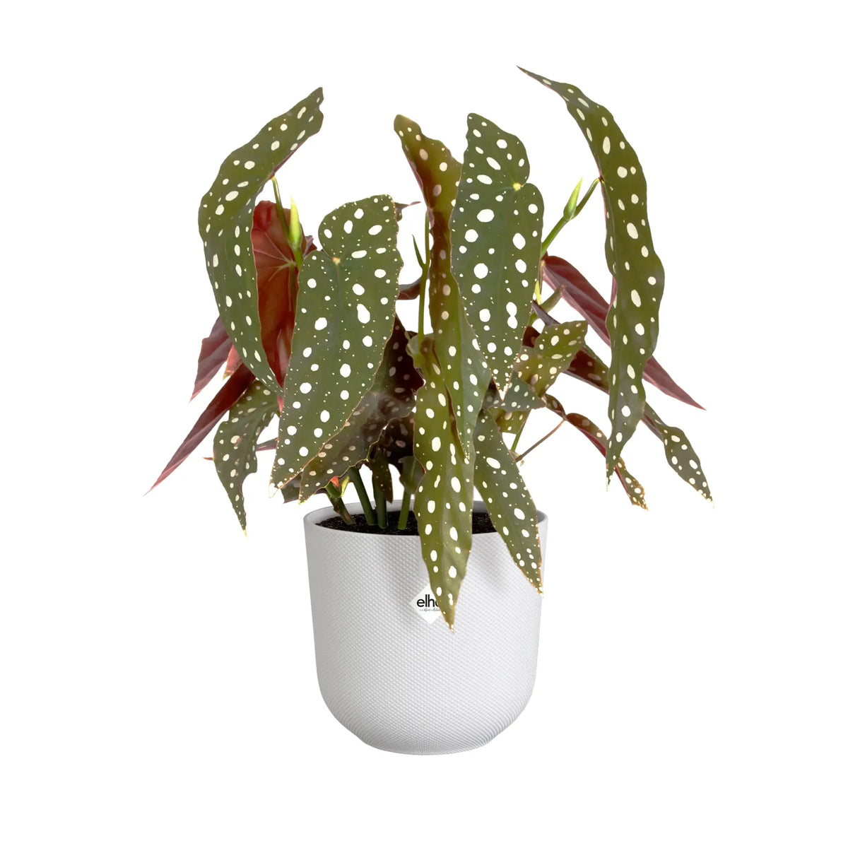 Elho Jazz Round Plant Pot Leaf Culture