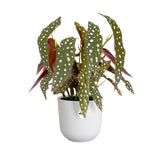 Elho Jazz Round Plant Pot Leaf Culture