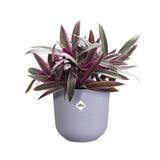 Elho Jazz Round Plant Pot Leaf Culture