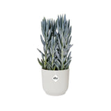 Elho Vibes Fold Round Plant Pot Elho