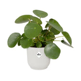 Elho Vibes Fold Round Plant Pot Elho