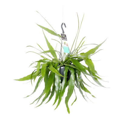 Epiphyllum Pumilum Hanging basket - Dwarf Orchid Cactus Oz