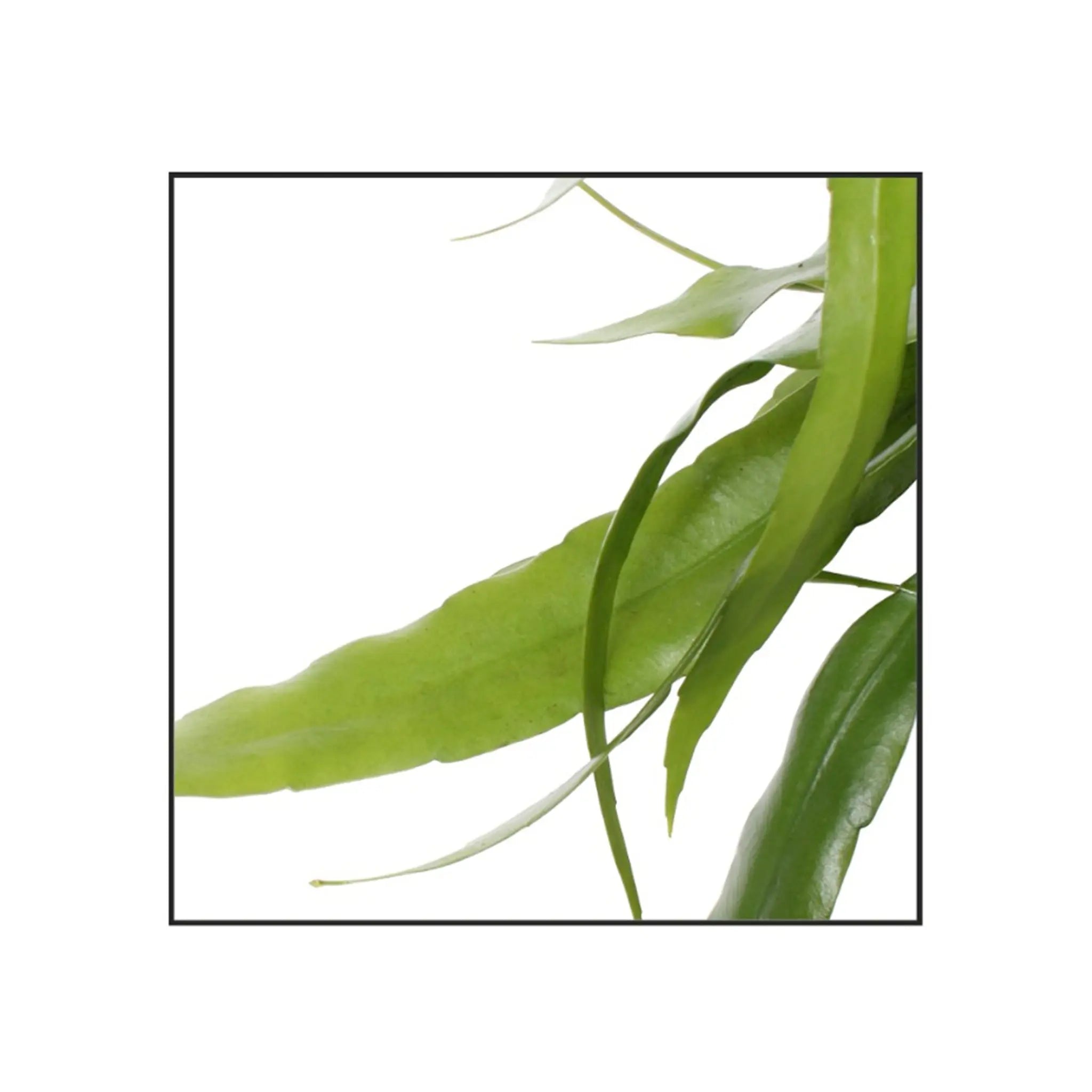 Epiphyllum Pumilum Hanging basket - Dwarf Orchid Cactus Oz