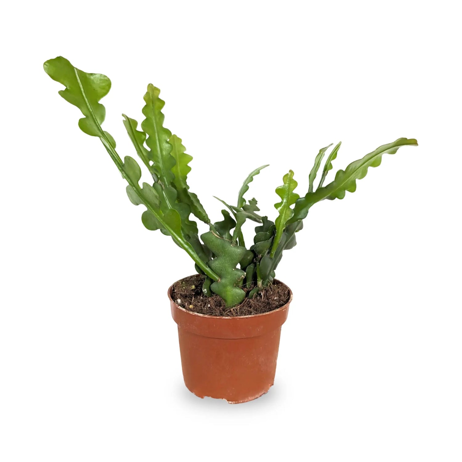 Epiphyllum anguliger - Fishbone Cactus Leaf Culture