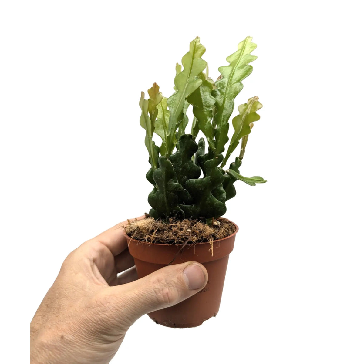 Epiphyllum anguliger - Fishbone Cactus Leaf Culture