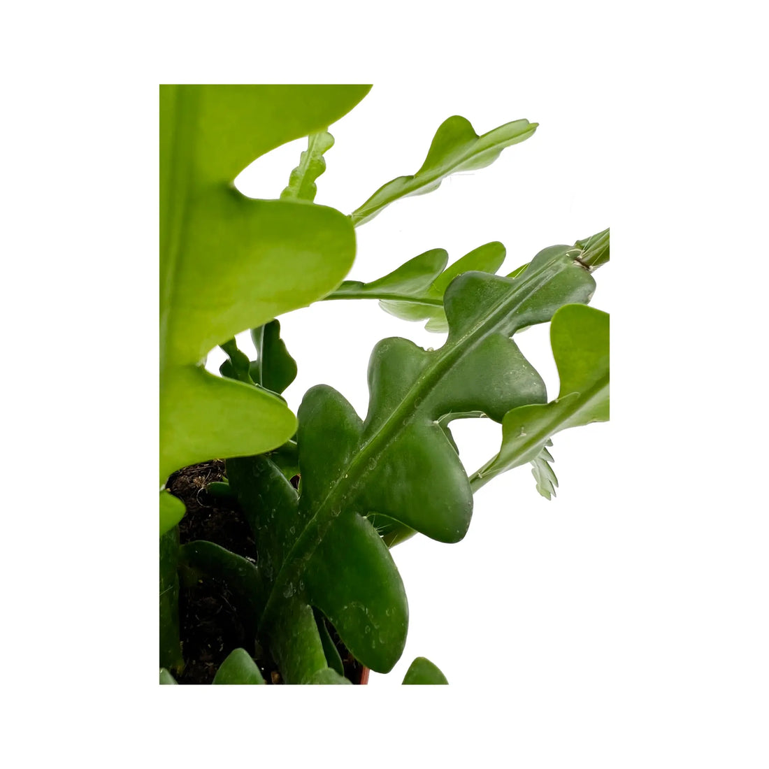 Epiphyllum anguliger - Fishbone Cactus Oz