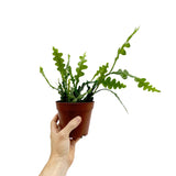 Epiphyllum anguliger - Fishbone Cactus Oz