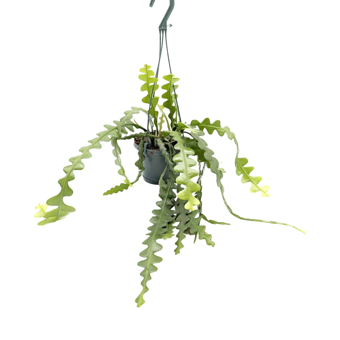 Epiphyllum anguliger Hanging Plant - Fishbone Cactus Leaf Culture