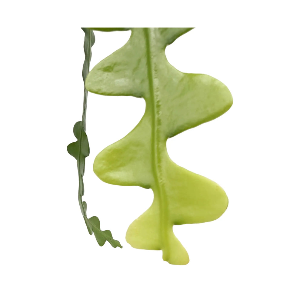 Epiphyllum anguliger Hanging Plant - Fishbone Cactus_5_thumb