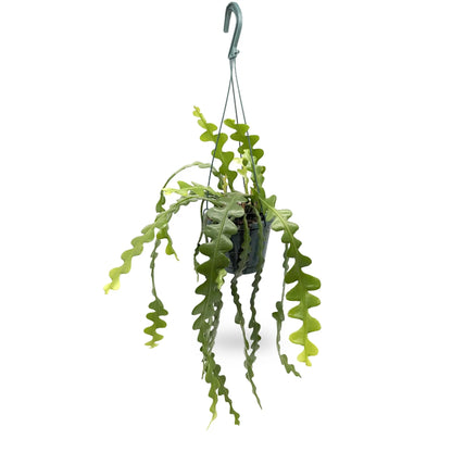 Epiphyllum anguliger Hanging Plant - Fishbone Cactus Leaf Culture