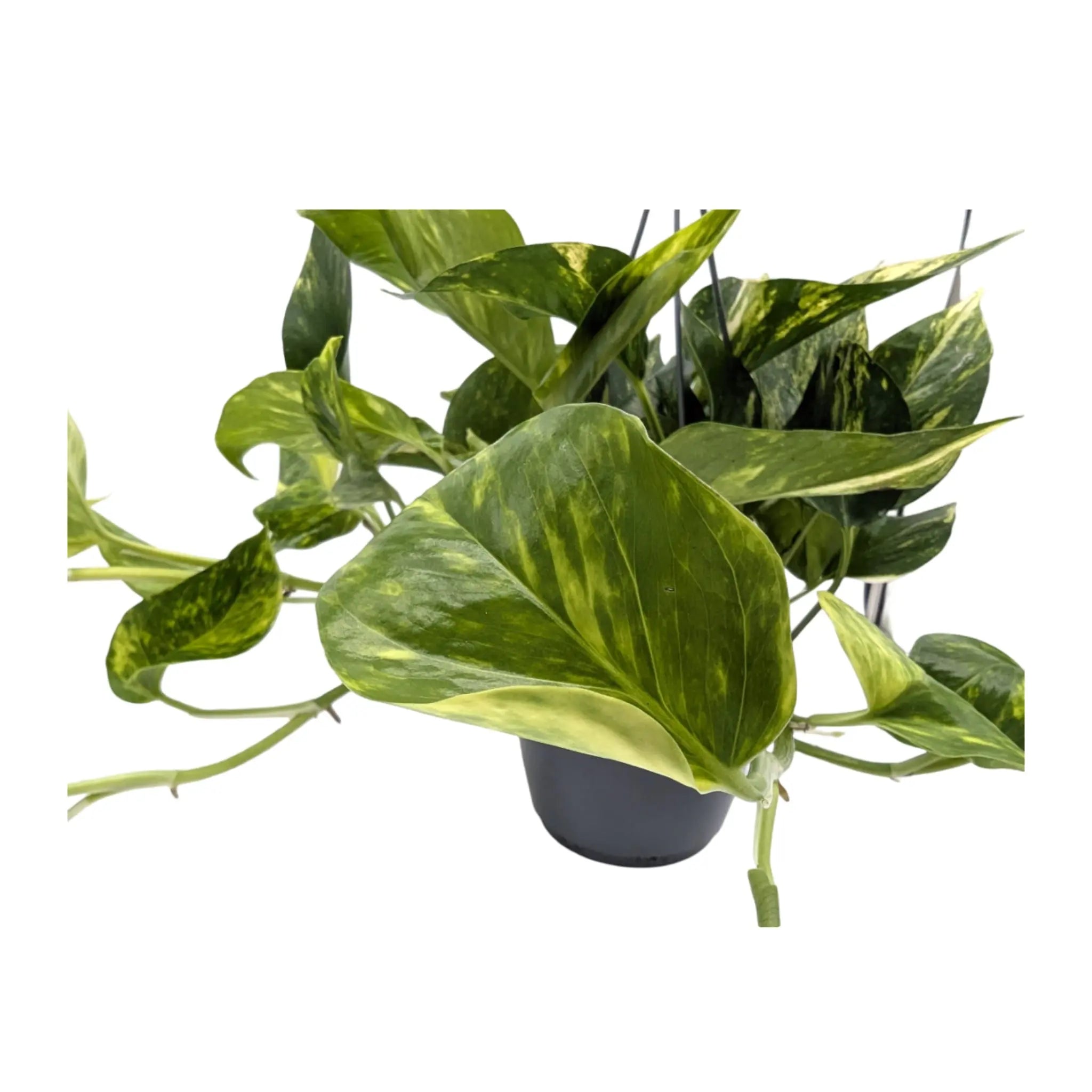 Epipremnum aureum (Golden Pothos) Leaf Culture