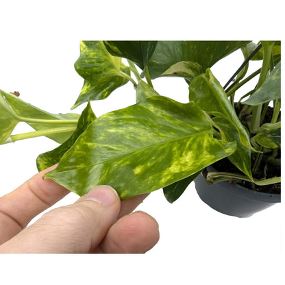 Epipremnum aureum (Golden Pothos) Leaf Culture