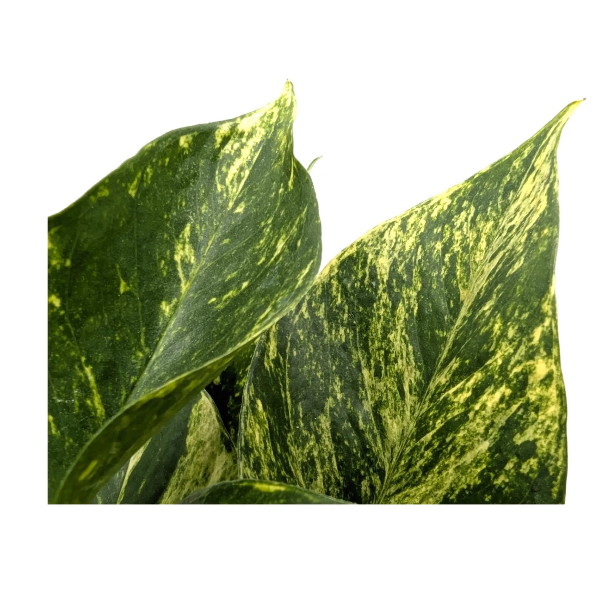 Epipremnum aureum (Golden Pothos) Leaf Culture