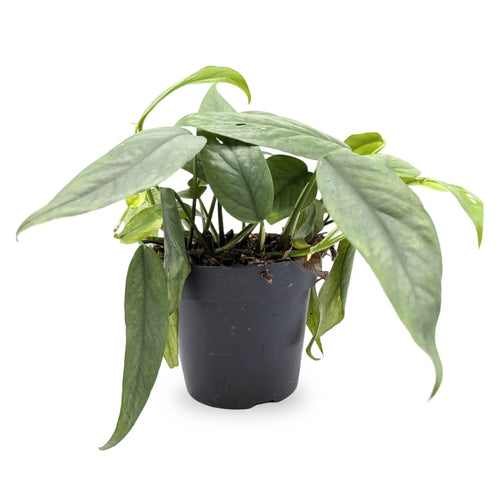Epipremnum cebu Blue Leaf Culture